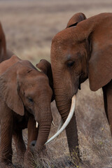 Coccole tra elefanti © Darosh