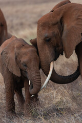 Mamma e cucciolo di elefante