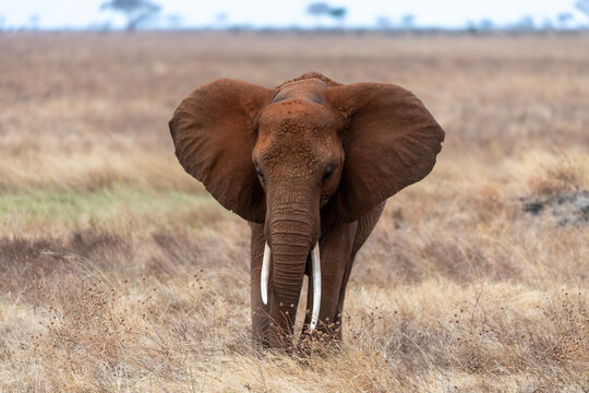 Cucciolo di Elefante