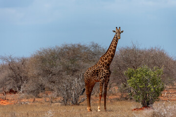 Giraffa in Safari