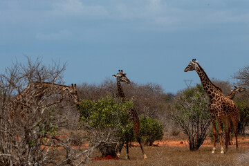 Gruppo di Giraffe