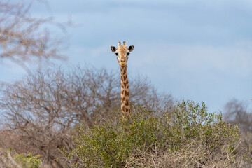 Ritratto di Giraffa