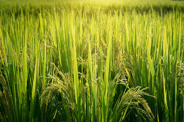 Obraz premium Green rice plants that are about to produce seeds