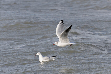Laughing Gull Chroicocephalus ridibundus in flight on the sea