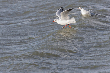 Laughing Gull Chroicocephalus ridibundus in flight on the sea