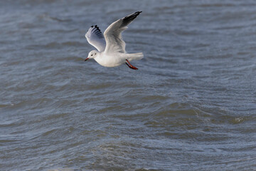 Laughing Gull Chroicocephalus ridibundus in flight on the sea