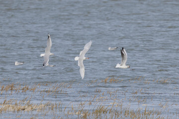 Laughing Gull Chroicocephalus ridibundus in flight on the sea
