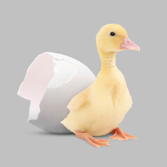 Cute fluffy gosling hatched from egg on light grey background