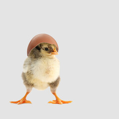 Cute fluffy chick hatched from egg on light background