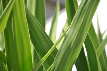 Green grass background