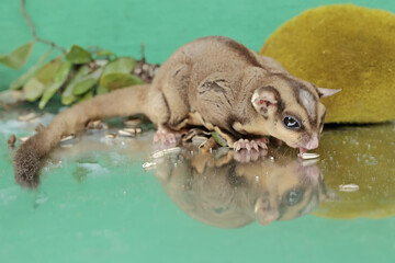An adult sugar glider is eating sunflower seeds that fall to the ground. This mammal has the scientific name Petaurus breviceps.