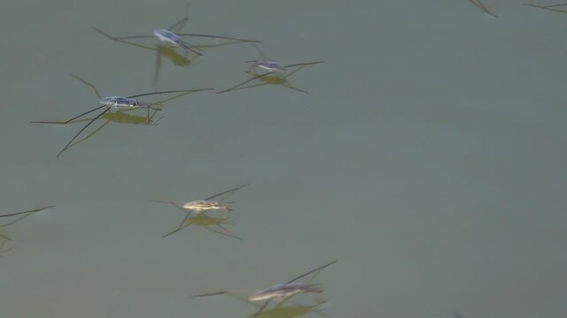 Water strider walking on a water