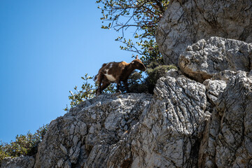 wild Cretan goats in the mountains against the blue sky on a sunny day in natural conditions