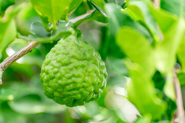 Bergamot, Fresh green bergamot fruit hanging from branch. bergamot tree garden and healthy food concept, group of bergamot,Bergamot medicinal plants with many