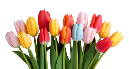 Obraz premium PNG Flower tulip plant inflorescence.