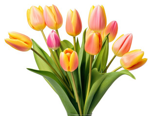 Naklejka premium PNG Flower tulip plant inflorescence.