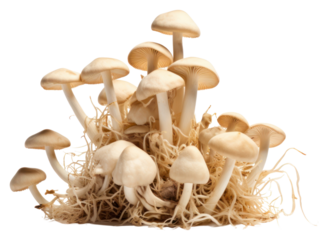 PNG Mushroom fungus plant agaricaceae.