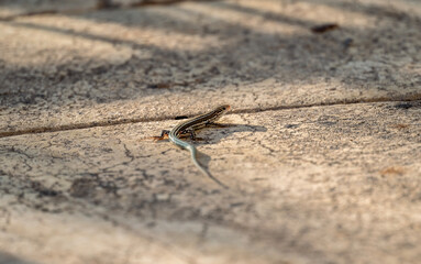 gray lizard looking for food on a sunny day in natural conditions