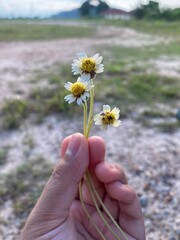 daisy in the hand