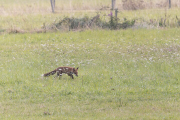 red fox Vulpes vulpes on hunting tour in a meadow