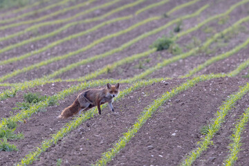 red fox Vulpes vulpes on hunting tour in a meadow