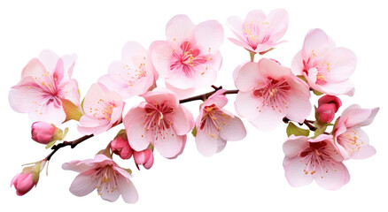 PNG Sakura flower plant blossom.