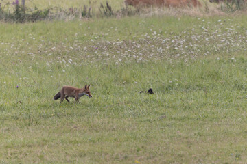 red fox Vulpes vulpes on hunting tour in a meadow