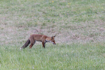 red fox Vulpes vulpes on hunting tour in a meadow
