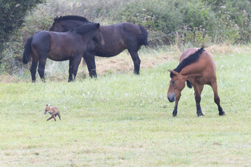 Obraz premium red fox Vulpes vulpes on hunting tour in a meadow