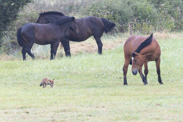 Obraz premium red fox Vulpes vulpes on hunting tour in a meadow