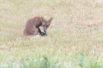red fox Vulpes vulpes on hunting tour in a meadow