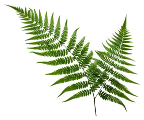PNG Plant fern green leaf.