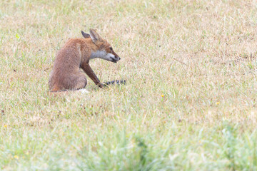 red fox Vulpes vulpes on hunting tour in a meadow