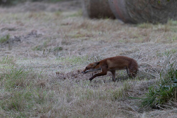 red fox Vulpes vulpes on hunting tour in a meadow