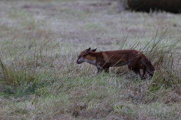 red fox Vulpes vulpes on hunting tour in a meadow