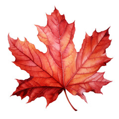 Obraz premium A Single Crimson Maple Leaf with Delicate Veins