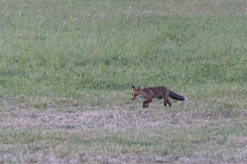 red fox Vulpes vulpes on hunting tour in a meadow