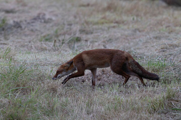 red fox Vulpes vulpes on hunting tour in a meadow