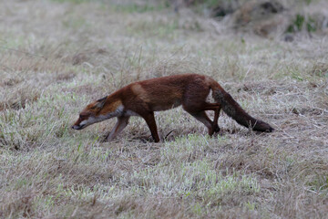 red fox Vulpes vulpes on hunting tour in a meadow