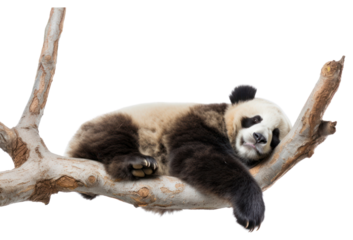 PNG Wildlife animal mammal bear.