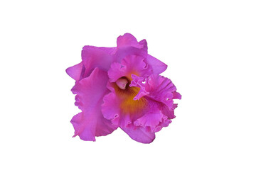 Fototapeta premium pink orchid flowers isolated on white background. Make clipping path.