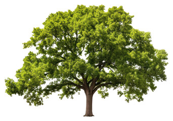 Obraz premium PNG Plant tree tranquility outdoors.
