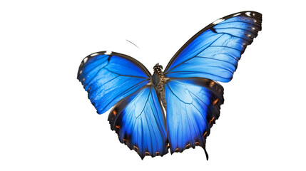 Obraz premium Blue butterfly with open wings isolated on transparent background
