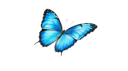 Blue butterfly with open wings isolated on transparent background