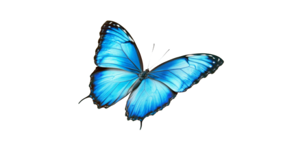 Blue butterfly with open wings isolated on transparent background