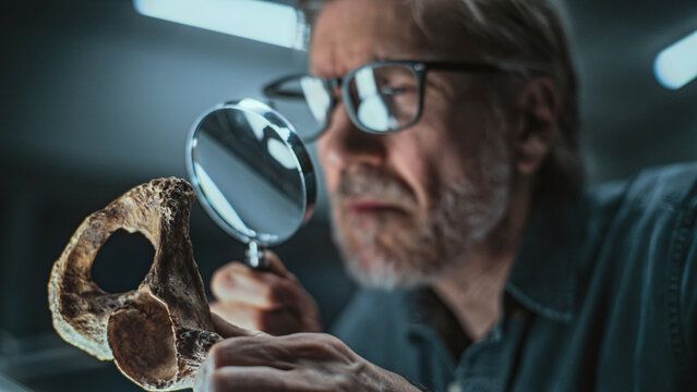 Mature archaeologist examines ancient extinct human or animal remains using magnifying glass. Scientist works with fossil, does scientific bone examination and research in archaeological lab at night.