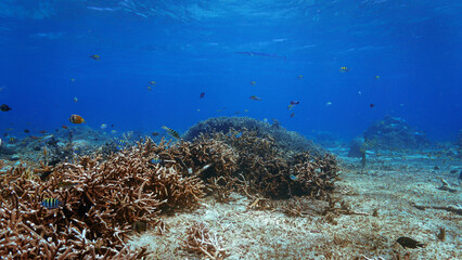 Underwater photo of coral conservation and a colorful coral reef that looks like a meadow. From a scuba dive off the coast of the island Nusa Lembongan, Bali in Indonesia.