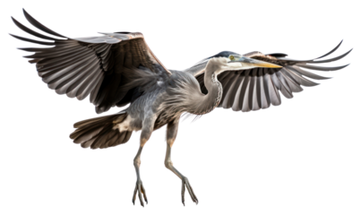 PNG Heron animal flying stork.