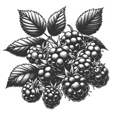 Fototapeta premium ripe blackberry cluster with leaves, showcasing a vintage botanical style sketch engraving generative ai fictional character vector illustration. Scratch board imitation. Black and white image.