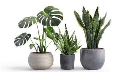 Obraz premium flower in a pot